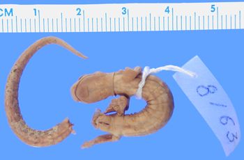 Media type: image; Herpetology A-8163